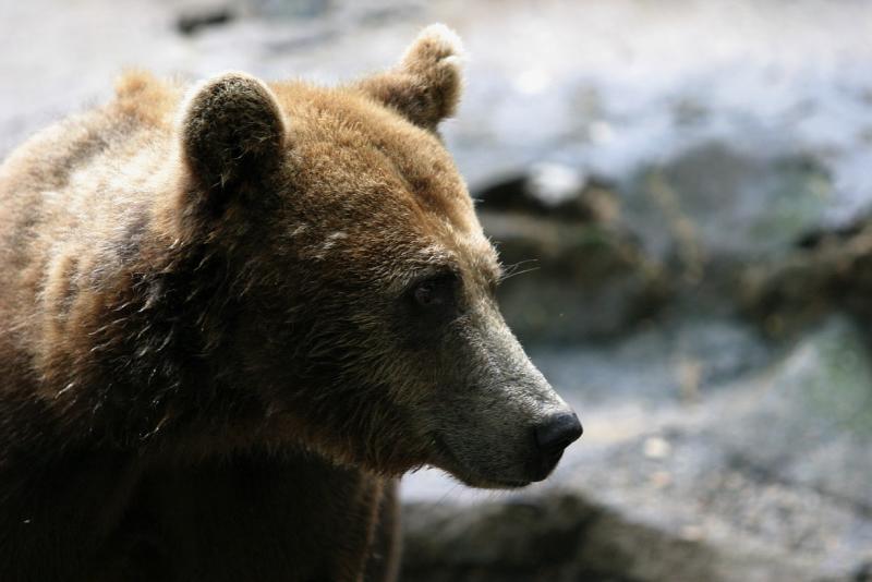 bear.jpg