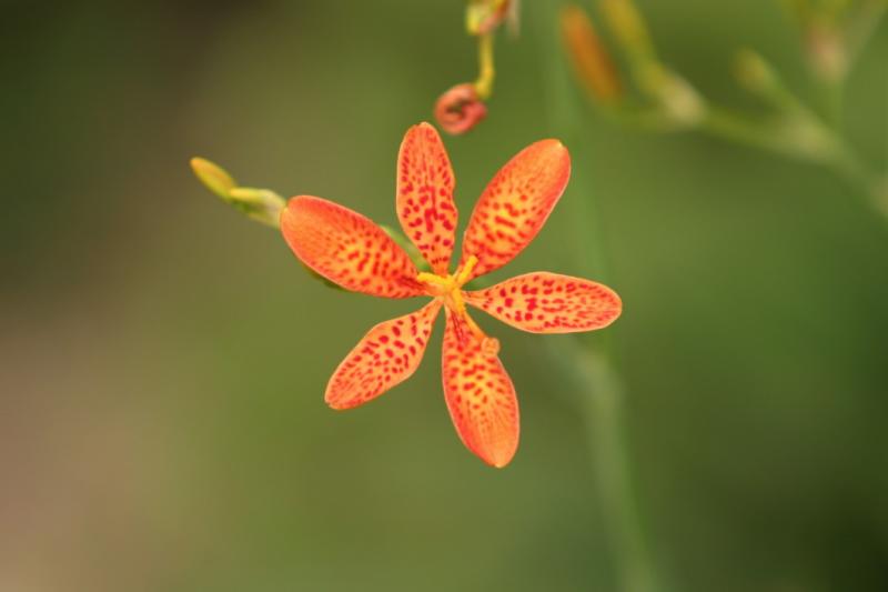 flowers8.jpg