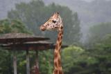 giraffe.jpg