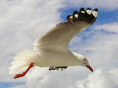 One Wing Up copy.jpg
