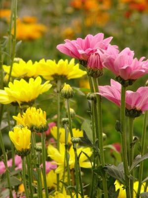 Blooms