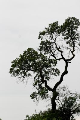 oaksentry.jpg