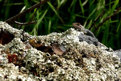 anole.jpg