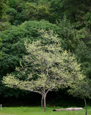 bright tree.jpg