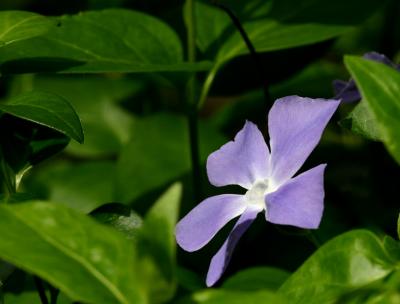 purpflower.jpg