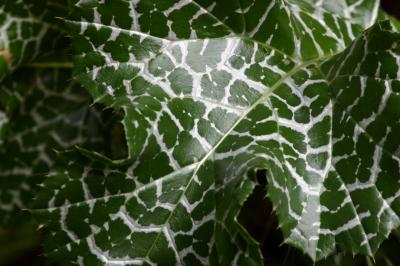 strangeleaves.jpg