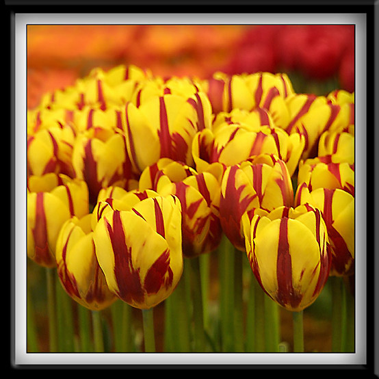 Tulips352_RT8NW.jpg
