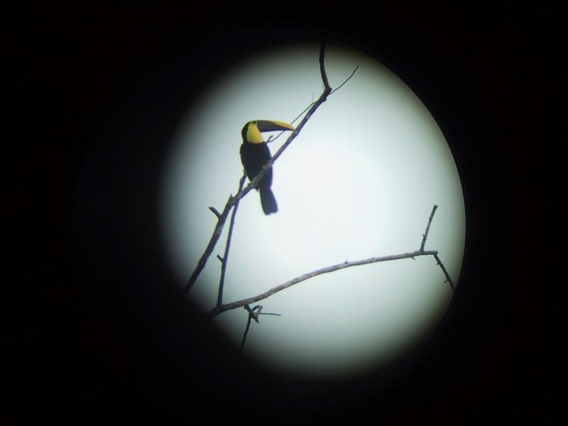 Toucan