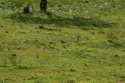 Southern Lapwing