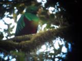 Resplendent quetzal