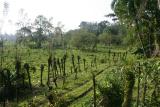 Living Fence