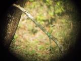 One Motmot