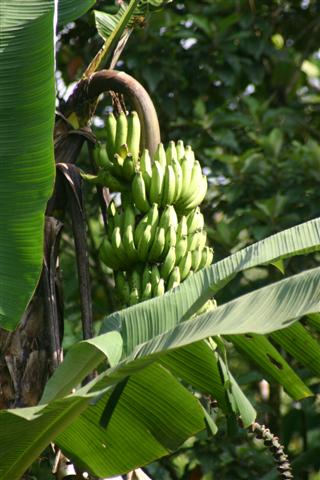 bananas