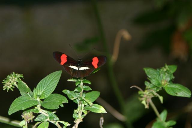 butterfly
