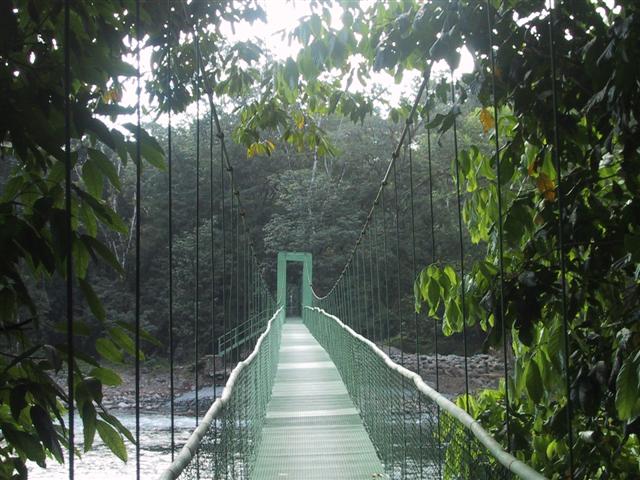 Selva Verde bridge