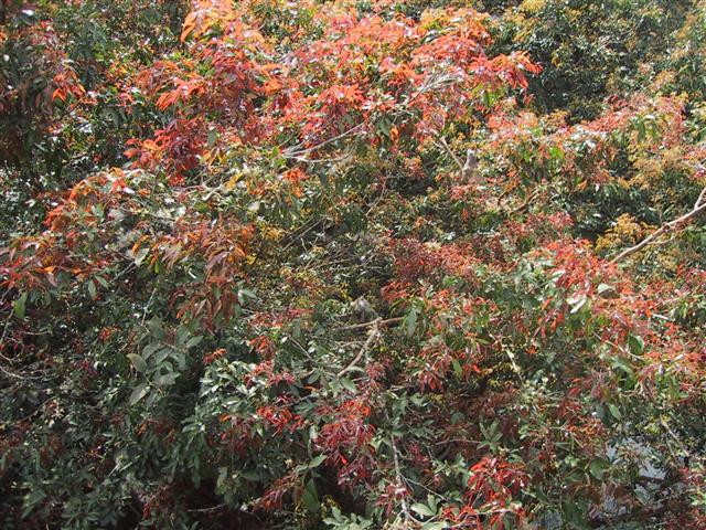 Flame Tree