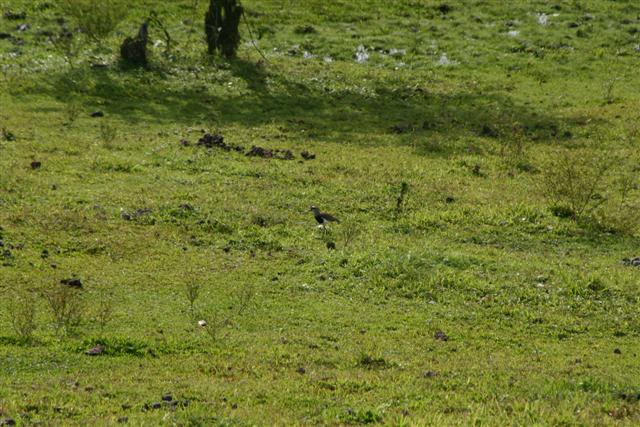 Southern Lapwing