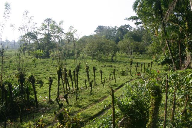Living Fence