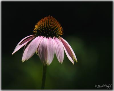 u34/jarrell/medium/31111369.PurpleConeFlower.jpg