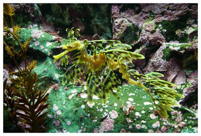 Aquarium