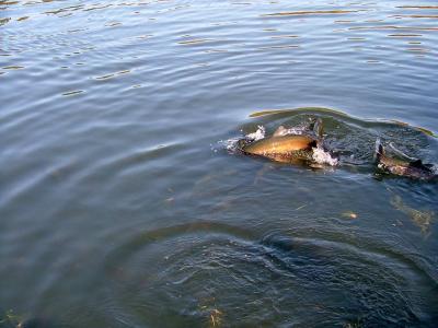 fish feeding.jpg