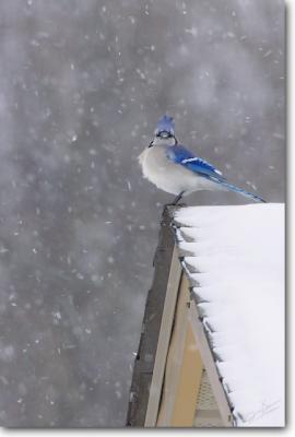 Blue Jay