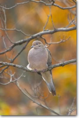 Mourning Dove