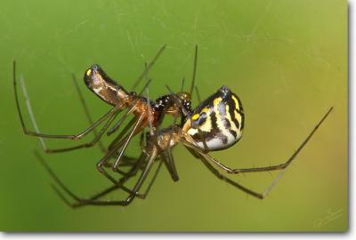 Sheetweb Spiders mating