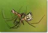 <!-- CRW_5012_small.jpg -->Sheetweb Spiders mating