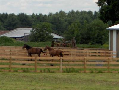 Horses turned out into a paddock...a common sight along the backroads of Columbia County, NY