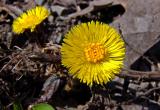 Tussilago