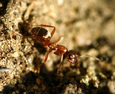 Construction Worker
It is amazing to me to sit and watch an anthill. These guys are some very hard workers!