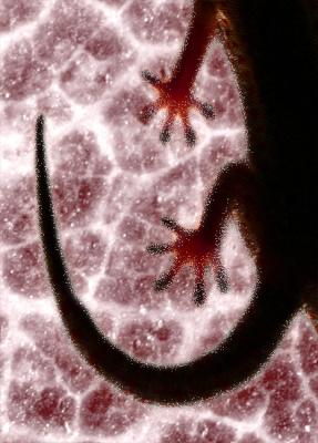 u34/jdanderson/medium/22612804.10641GeckoabstractPbase.jpg