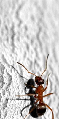 Going Up
It is sooo hard to track a fast moving ant with a 100mm Macro lens, with very shallow depth of field!! I took about 100 shots, and got 3 or 4 keepers, none of which are truly perfect. If you want some manual focus and macro practice, try nailing one of these ants! They had places to go today... they were really moving! I am somewhat impressed that I got any shots right.