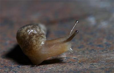 Slimy
Josh came in from playing and sat down at the dining room table.  Several minutes later, I noticed he had about ten of these slugs, several earthworms, and some rollie pollie bugs (pillbugs) on the table.  With three young boys, we probably have a lifetime ahead of us with weird things on the dining room table, in their pockets, in tupperware 'bug houses', etc.  I borrowed one of his slugs to take this shot.  I used a slate tile for the surface.