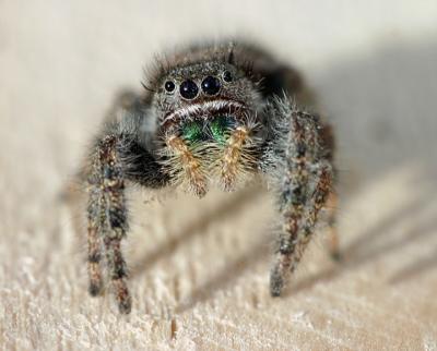 Fangs!
This little guy dropped down from the attic of my woodshop and almost landed on my head!  Now that is CREEPY!  I just happened to have my camera in the shop with me, with the 100mm macro lens!  I got several shots of him before he got away from me.  I have since found out that he is a jumping spider.  I love his pose, as he reminds me of a pet dog wanting some attention.  This image is a finalist in the weekly assignment contest at www.fredmiranda.com (topic is Creepy).  This photo also won a POTD at www.bestfoto.com for the Macro category on December 21, 2003!