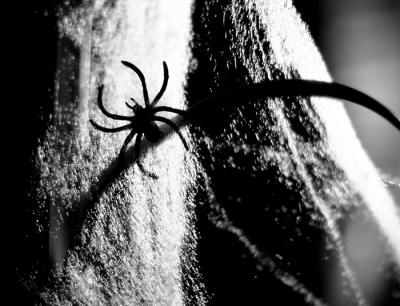 Spider!
This is a macro shot of our neighbor's Halloween decorations on their front porch.
