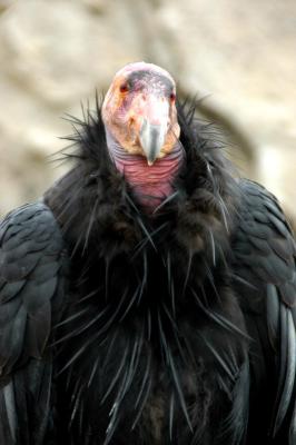 California Condor