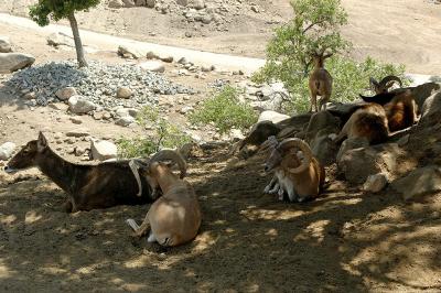 Eurasian Waterhole