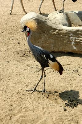 East African Crowned Crane