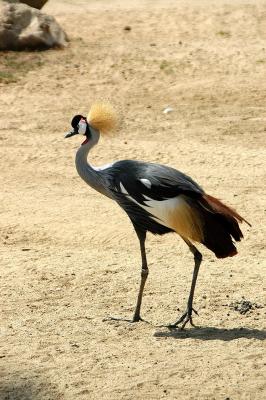 East African Crowned Crane