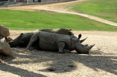 Southern White Rhinoceros