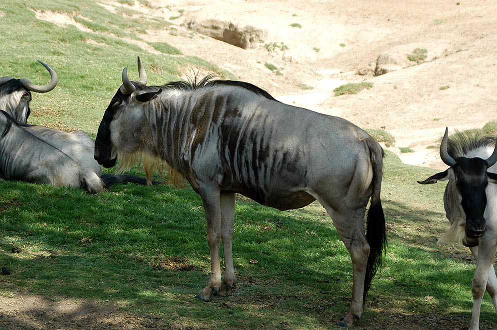 Eastern White-Bearded Gnu (Wildebeest)