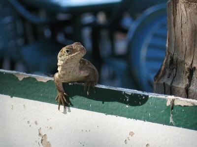 Sunsoaked Lizard