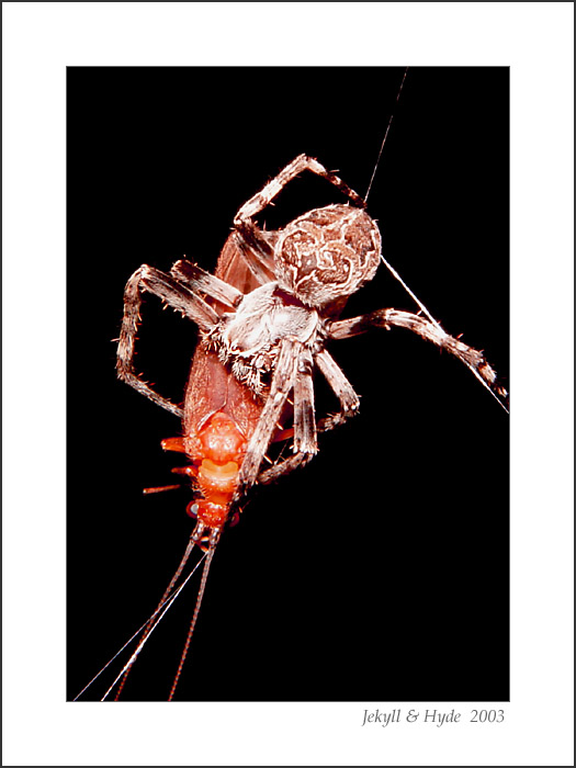 The Capture