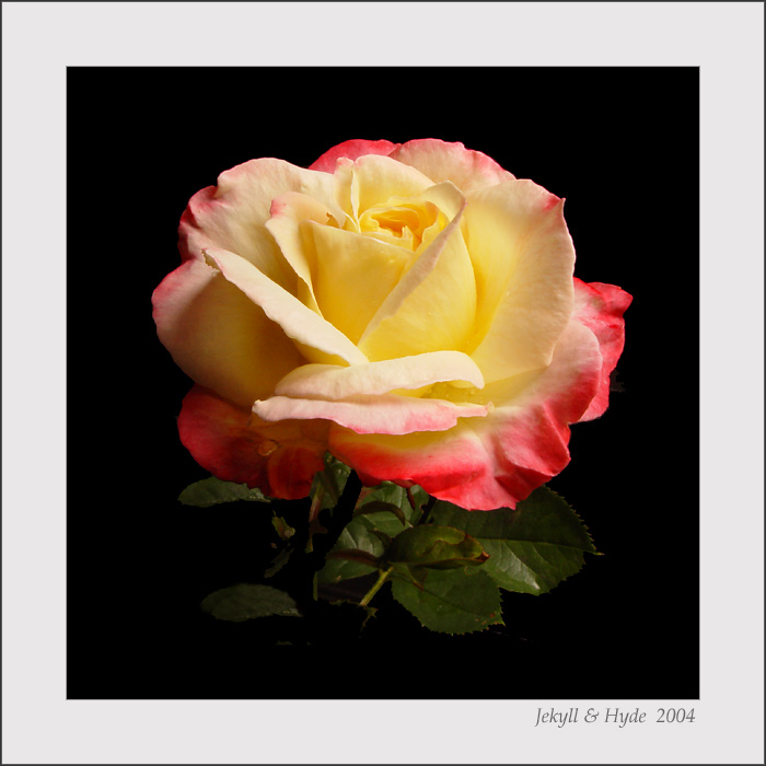 Rose on Black