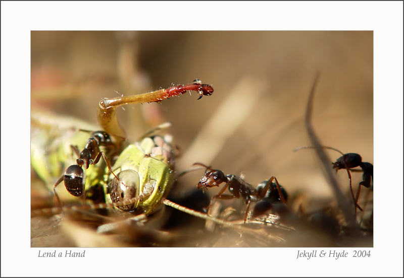 Lend a Hand