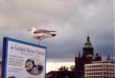 Seagale_Helsinki_Finland