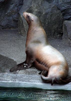 Aquarium_Seal2.jpg