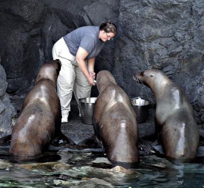 animal_kingdom